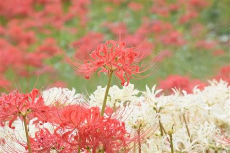 彼岸花開花|彼岸花の見頃の時期はいつ？開花する期間や人気の名。